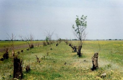 Восстанавливать леса на Херсонщине.