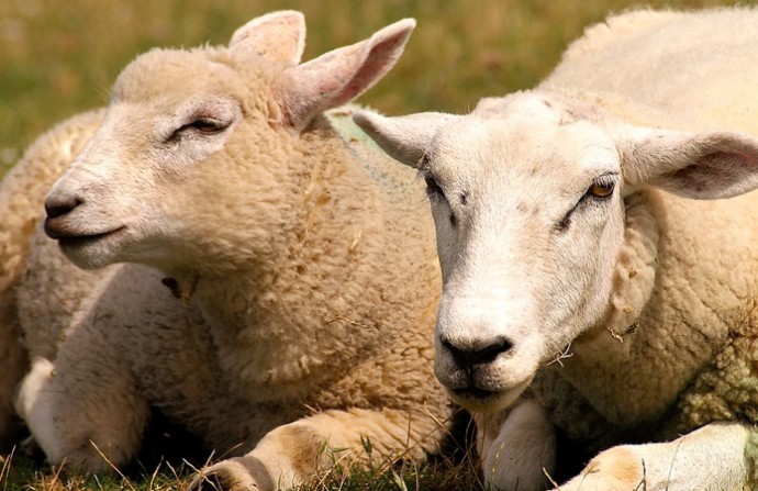 Овцеводство возрождается в Украине.