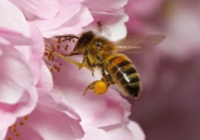 Пчелы повышает урожайность ягод на 70%.