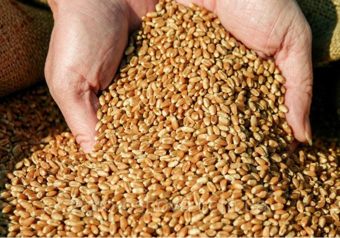 Українська пшениця виросла в якості.