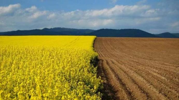 Половину землі в Україні скуплять агрохолдинги.