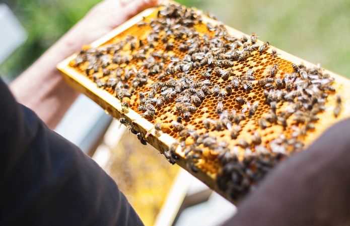 Як підтримають бджолярів в непрості часи.